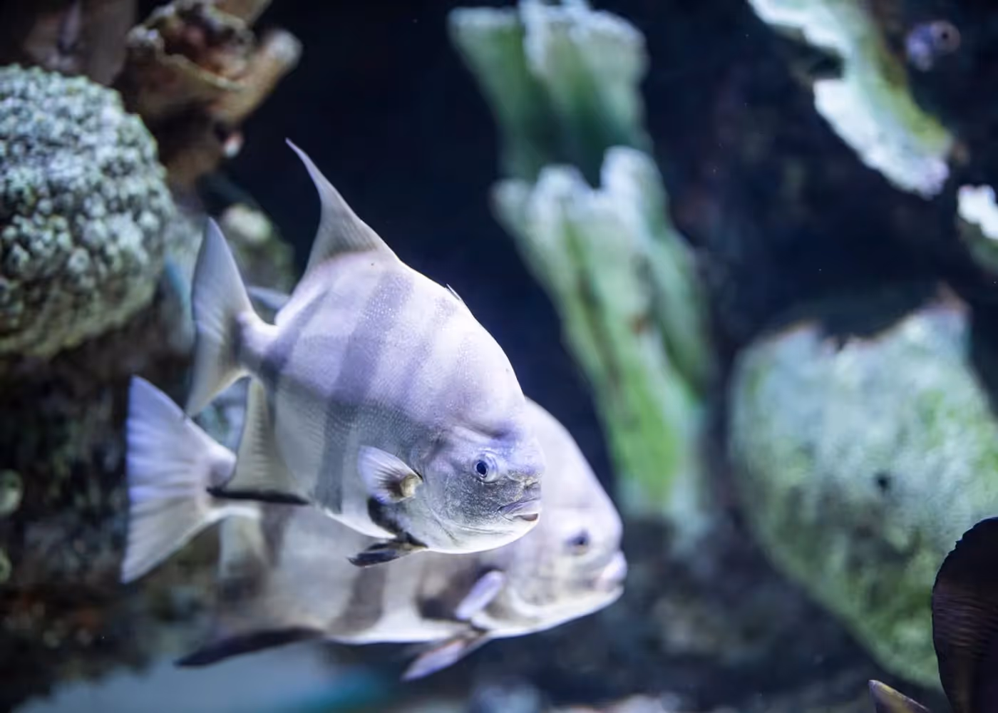 Gestreepte vissen achter glas in het Antalya Aquarium